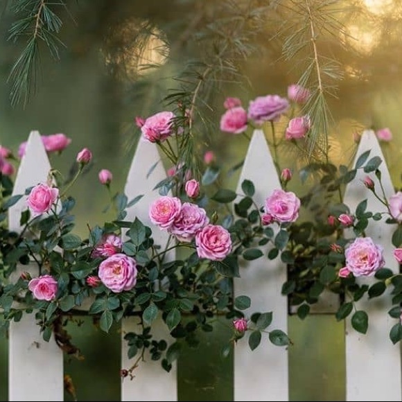 Meet your Posher, H - Picture 1 of 1